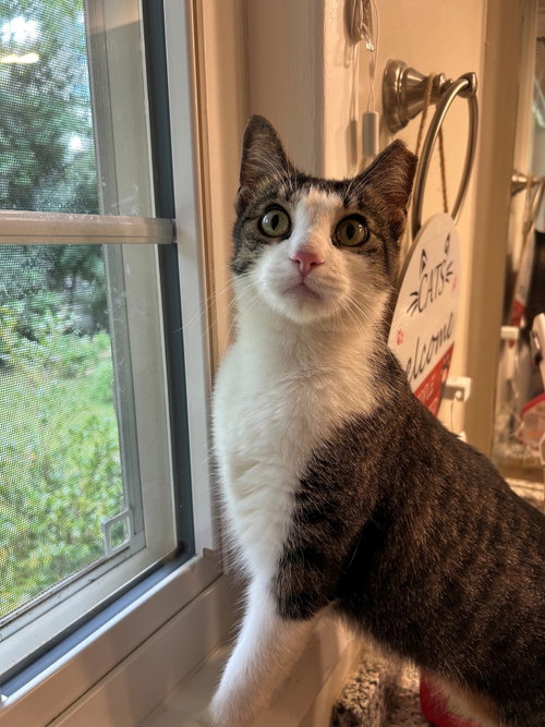 picture of the cat needing adoption