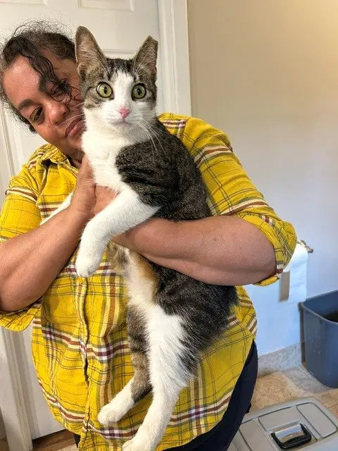 Betty Bobtail -Beautiful Sweet Big Presence image 2