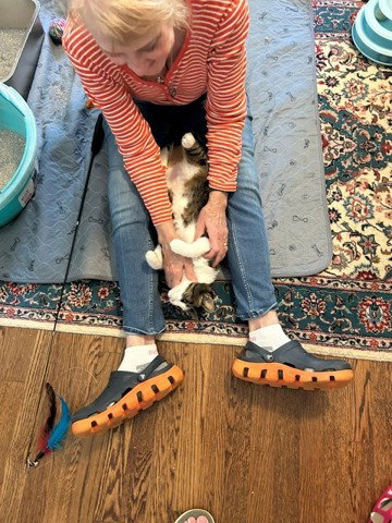BETTY BOBTAIL -Beautiful! Sweet! BIG presence, photo 5