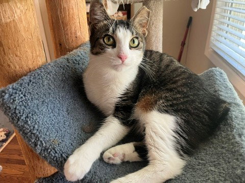 BETTY BOBTAIL -Beautiful! Sweet! BIG presence, photo 7