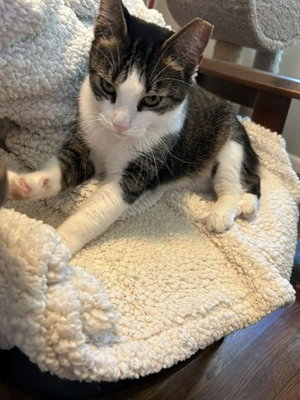 Betty Bobtail, photo 8