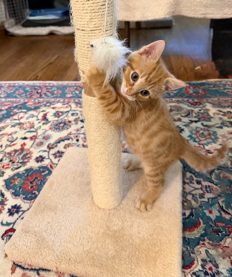 Clyde Kitten Adorable, Orange Tabs are the BEST, a male American Shorthair kitten up for adoption