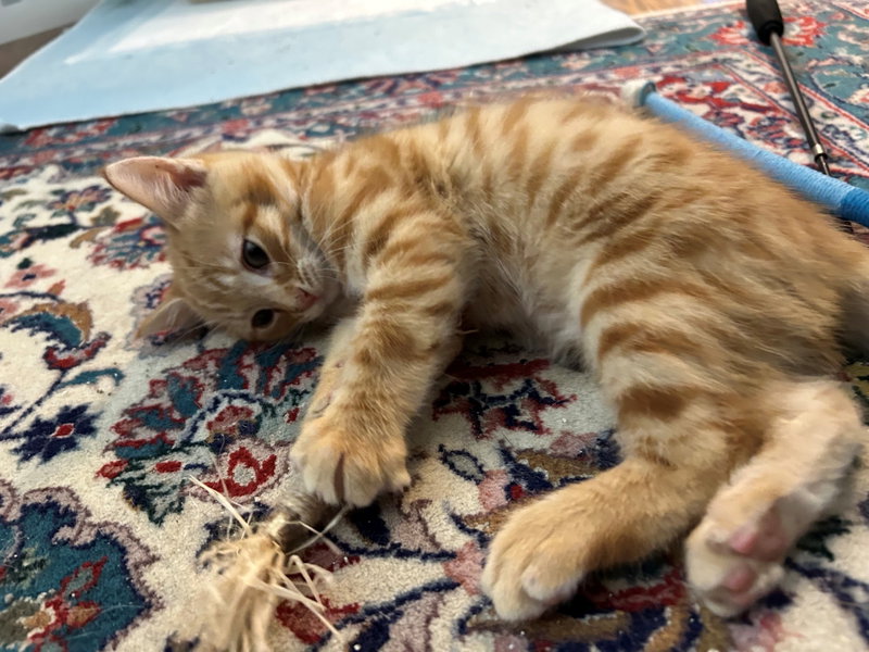 Clyde Kitten Adorable, Orange Tabs are the BEST, photo 3