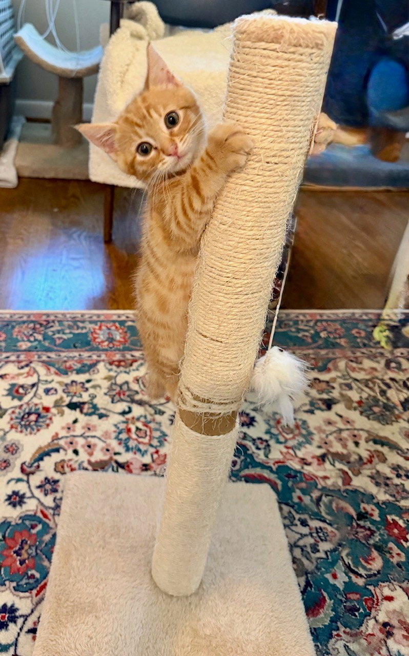 Clyde Kitten! Adorable, Orange Tabs are the BEST!, photo 4