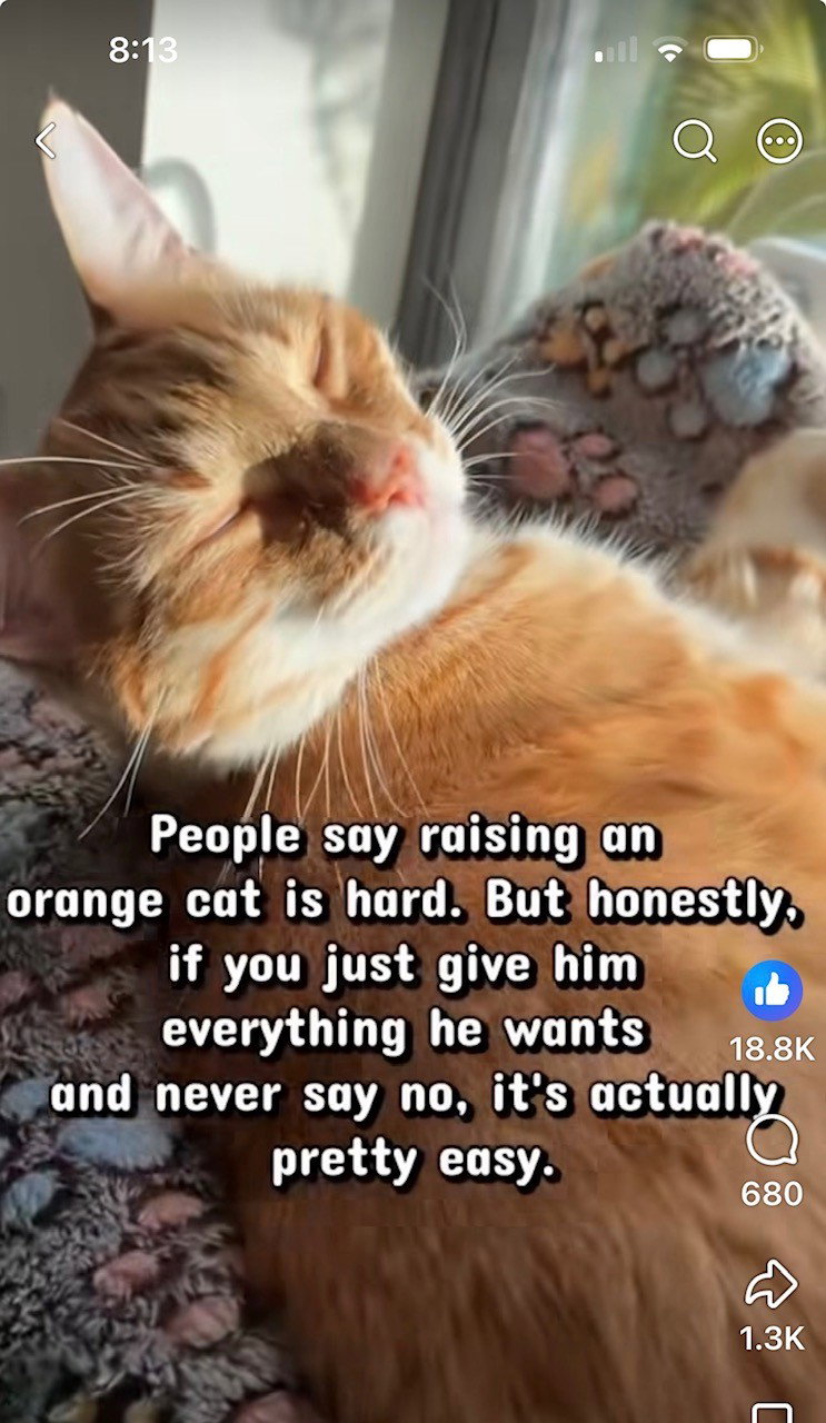 Clyde Kitten! Adorable, Orange Tabs are the BEST!, photo 5