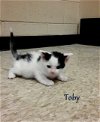 C Litter-Toby ADOPTED