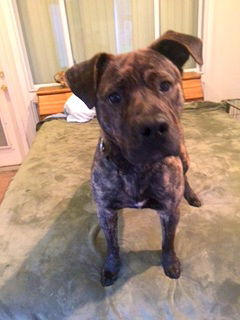 Aristotle-ADOPTED