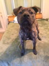 Aristotle-ADOPTED