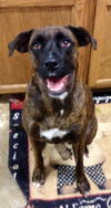 Brooke-ADOPTED