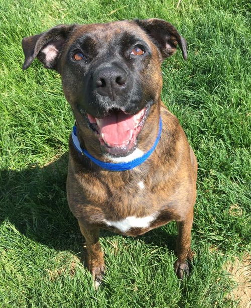 Brooke-ADOPTED