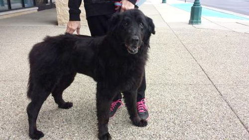Norman-ADOPTED