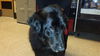 Norman-ADOPTED