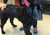 Norman-ADOPTED