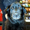 Norman-ADOPTED
