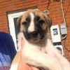 D1 Litter-Lily-ADOPTED