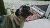 Treasure-ADOPTED