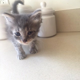 C2 Litter-Mist-ADOPTION PENDING