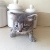 C2 Litter-Mist-ADOPTION PENDING