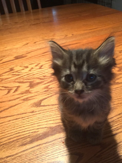 C2 Litter-Zeus-ADOPTED