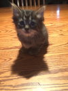 C2 Litter-Zeus-ADOPTED