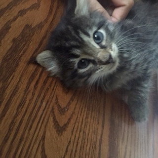 C2 Litter-Eve-ADOPTED