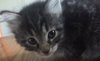 C2 Litter-Eve-ADOPTED