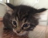 C2 Litter-Eve-ADOPTED