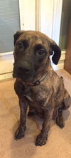 D2 Litter-Marley (Mom)-ADOPTED
