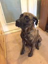 D2 Litter-Marley (Mom)-ADOPTED