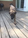 D2 Litter-Marley (Mom)-ADOPTED
