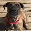 D2 Litter-Marley (Mom)-ADOPTED