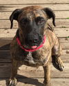 D2 Litter-Marley (Mom)-ADOPTED