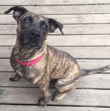 D2 Litter-Marley (Mom)-ADOPTED