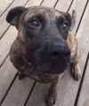 D2 Litter-Marley (Mom)-ADOPTED