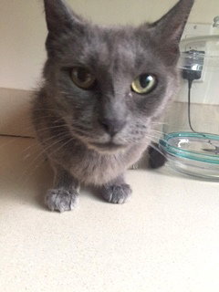 C2 Litter-Jeannie (Mom)-ADOPTED