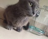 C2 Litter-Jeannie (Mom)-ADOPTED