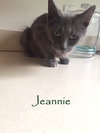 C2 Litter-Jeannie (Mom)-ADOPTED