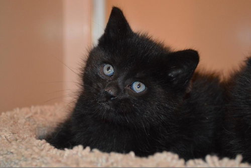 C3 Litter-Cylus *courtesy