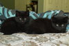 C3 Litter-Cylus *courtesy