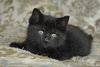 C3 Litter-Cylus *courtesy