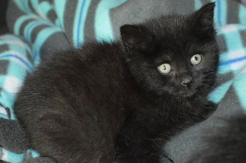 C3 Litter-Cassidy *courtesy