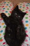 C3 Litter-Cassidy *courtesy