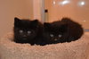 C3 Litter-Cassidy *courtesy
