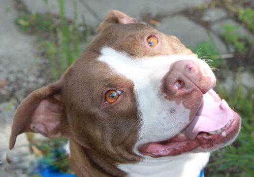 Sheba-ADOPTED
