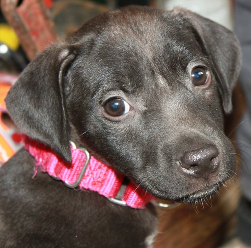 Carmen-ADOPTED