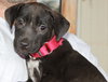 Carmen-ADOPTED