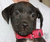Carmen-ADOPTED