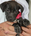 Carmen-ADOPTED
