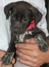 Carmen-ADOPTED