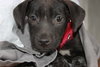 Carmen-ADOPTED